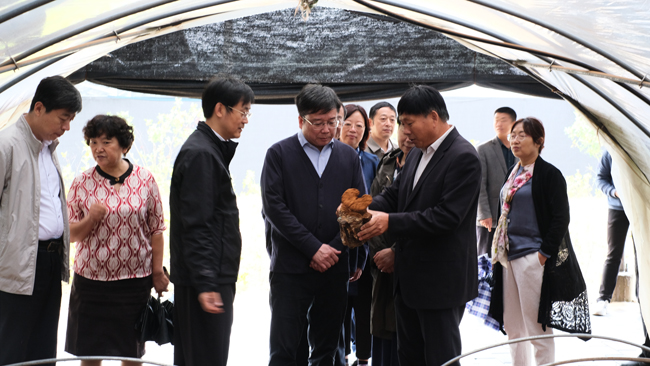 16，國(guó)家民盟中央副主席，上海市副市長(zhǎng)陳群（中）2020年9月12日視察飛機(jī)場(chǎng)種植基地.jpg